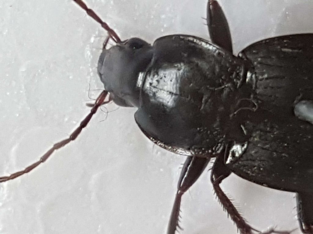 carabidae